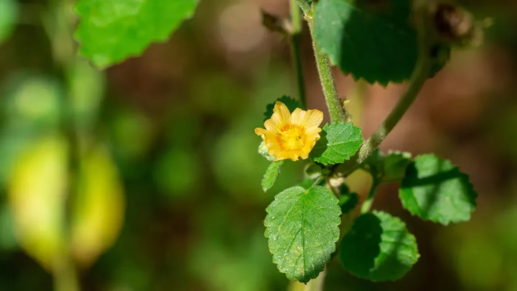 Sida Cordifolia.