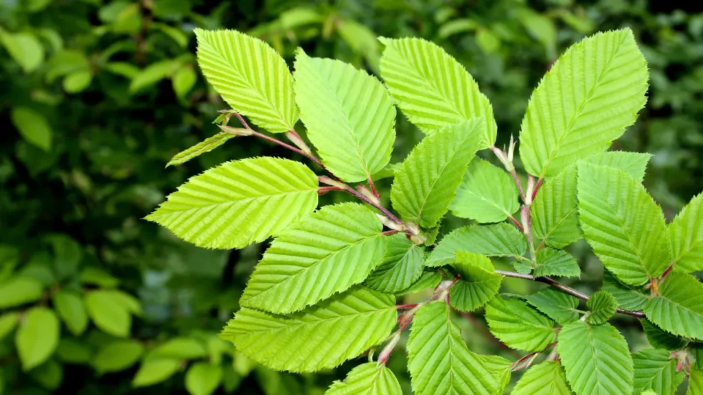 Slippery Elm.