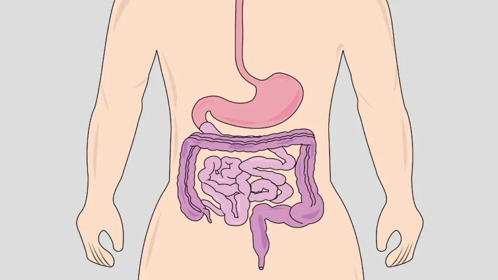 Gastrointestinal tract.