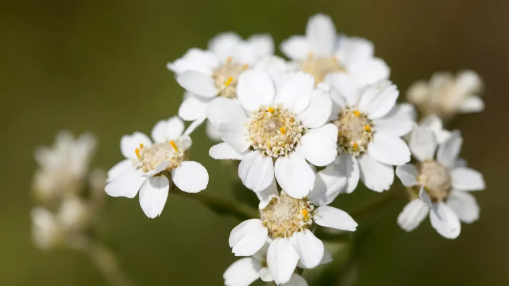 Sneezewort.