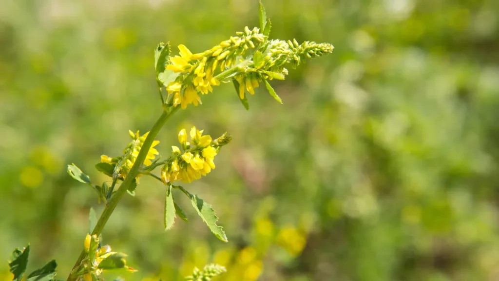 Sweet Clover.