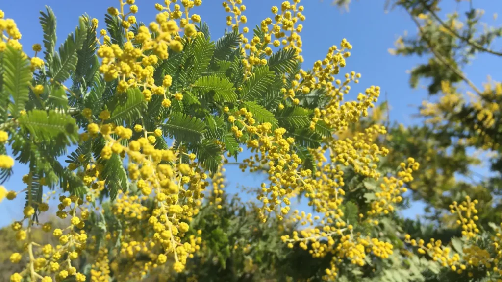 Acacia.