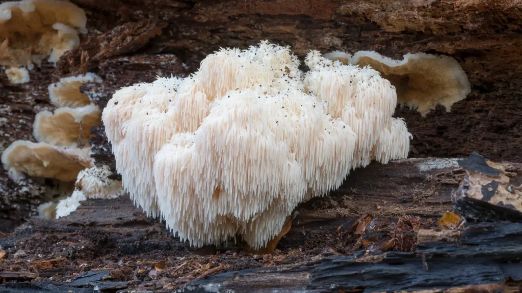 Lion's mane is a remarkable natural remedy with many potential health benefits.