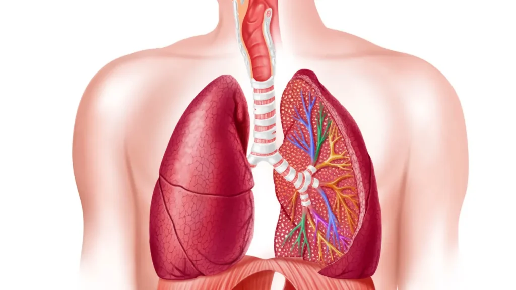 Healthy lungs. 