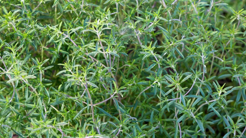 Summer Savory.