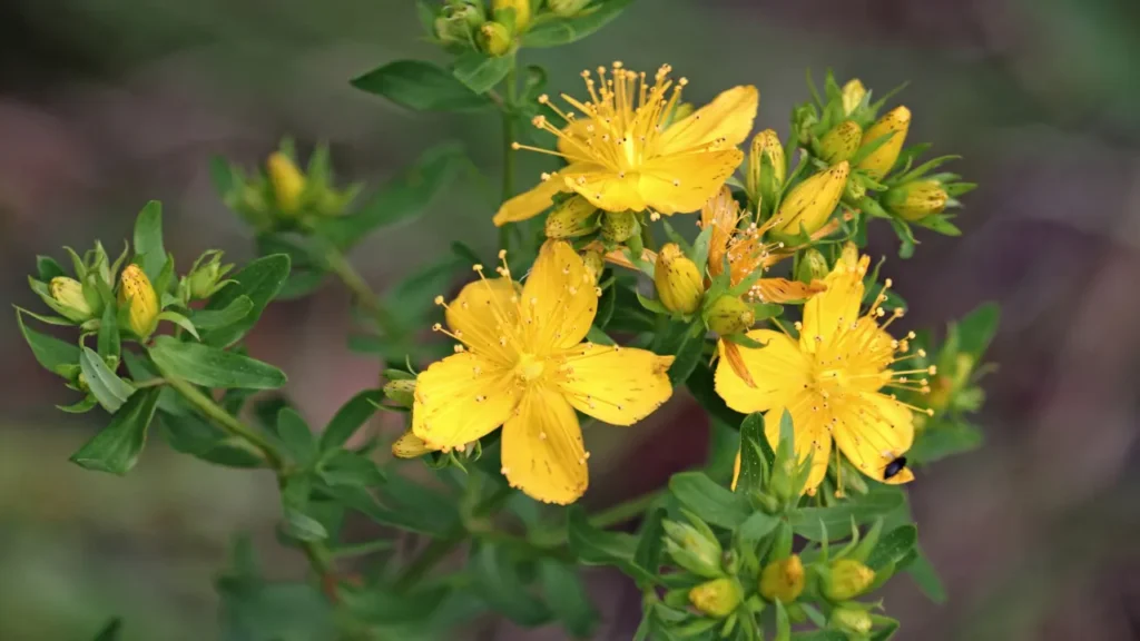 St. John's Wort.