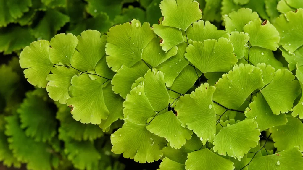 Chemistry of Maidenhair Fern