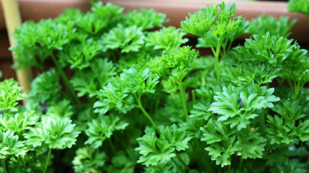 Parsley Piert Potential Nootropic Benefits, Dosage, Side Effects, Interactions, and Other Important Information About This Supplement